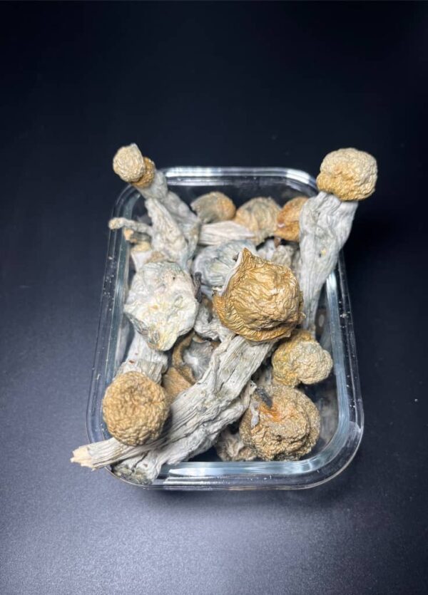 MUSHROOMS🍄THRASHERS