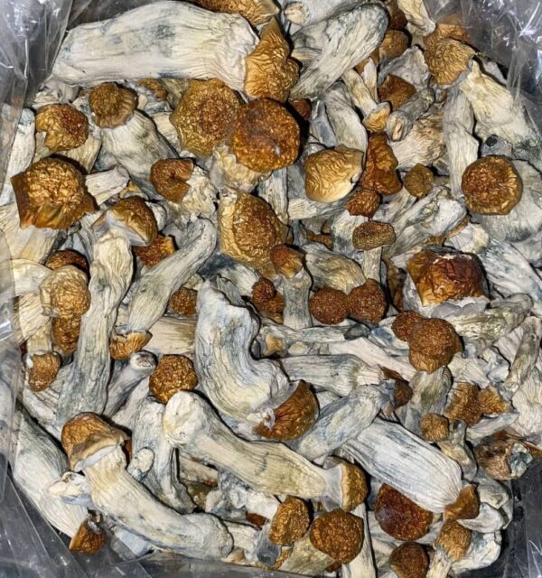MUSHROOMS🍄THRASHERS - Image 2